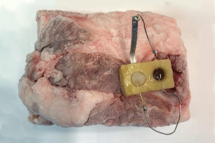 A proof-of-concept sensor designed from edible materials produces a visible color change (seen in the right circle) as a piece of frozen pork thaws.
