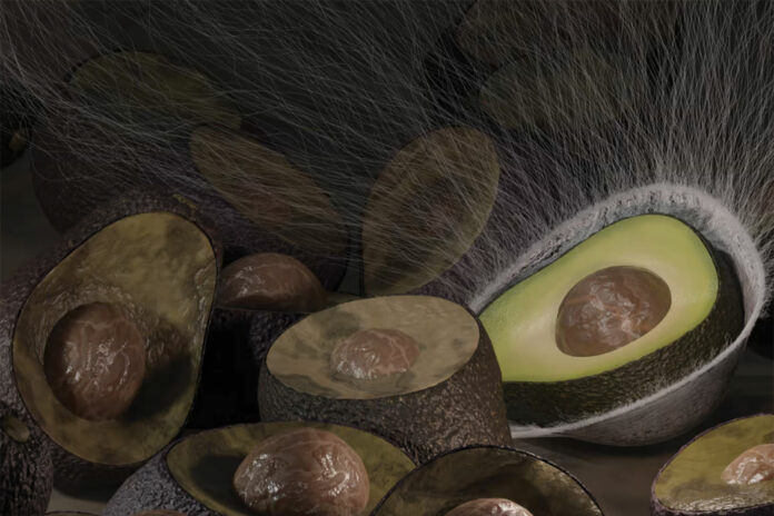 Antimicrobial, plant-based coating can replace plastic food packaging.