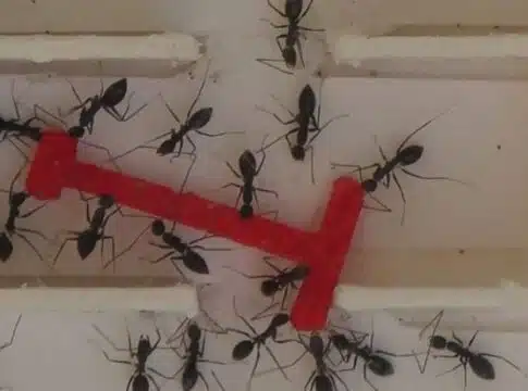 ants in group