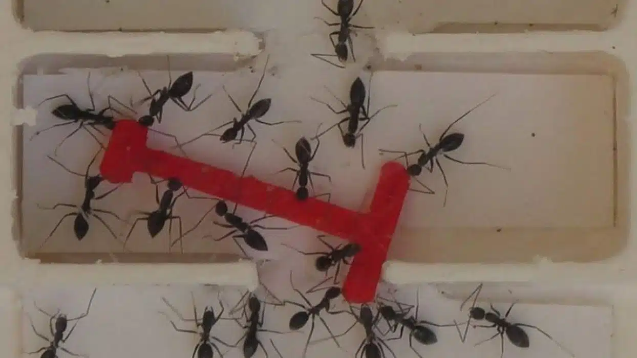 ants in group