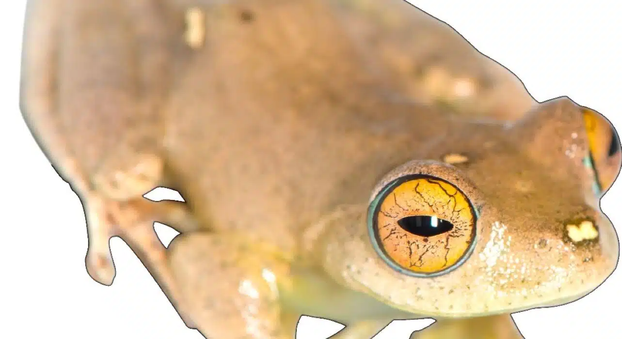 Boophis to be named after captain Sisko from Star Trek. Photo: Mark D. Scherz