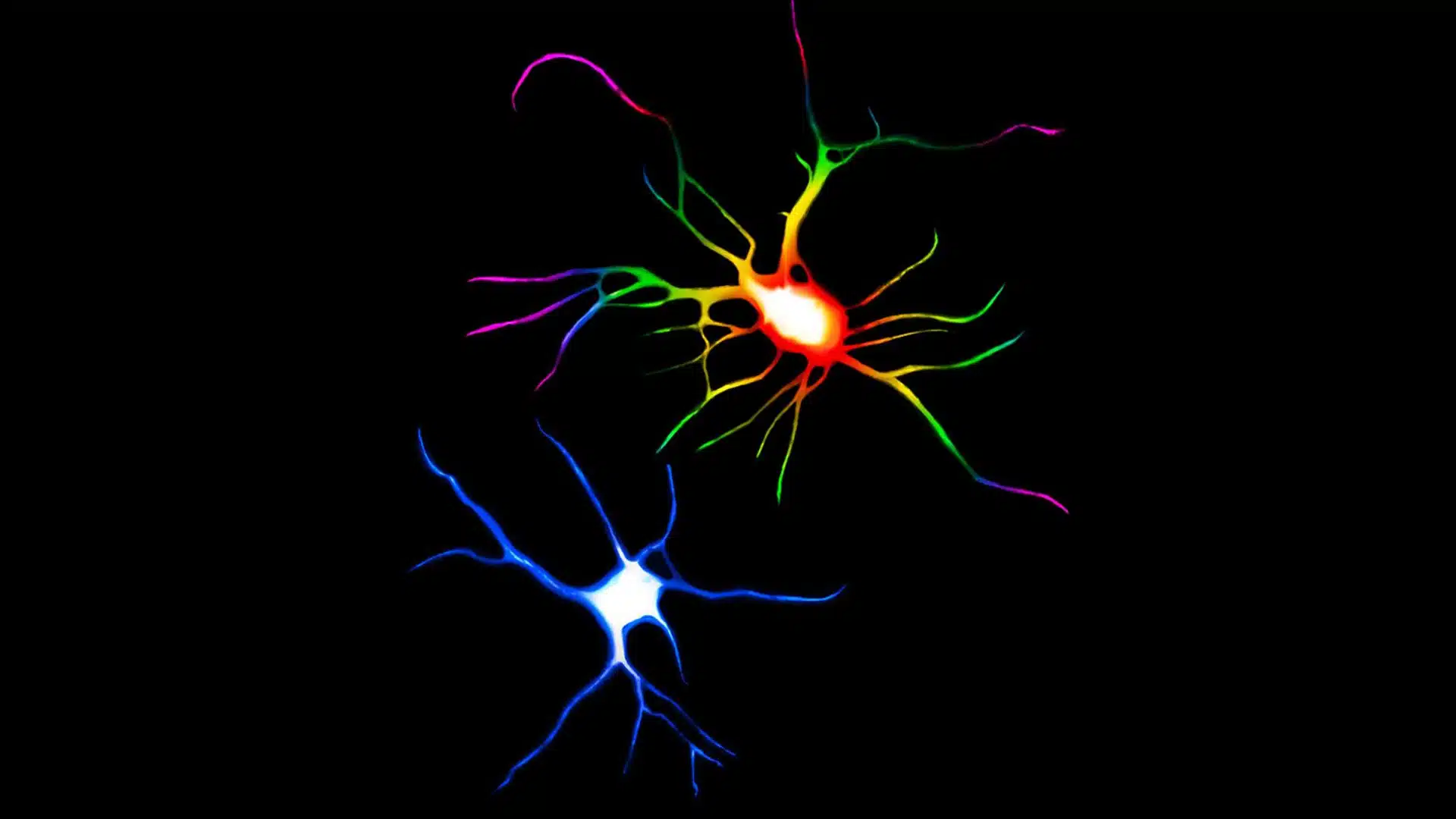 dendritic spines