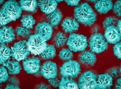 flower-like zinc oxide