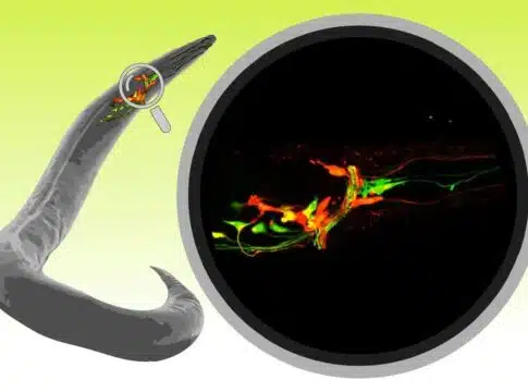 worm C. elegans